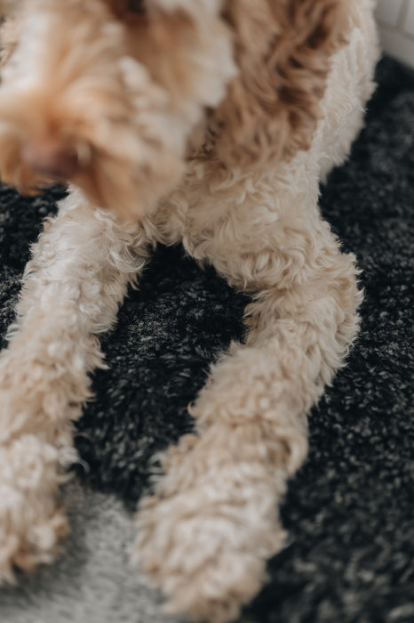 Close up of a dogs paws laid on a black smoke coloured sheepskin pet bed