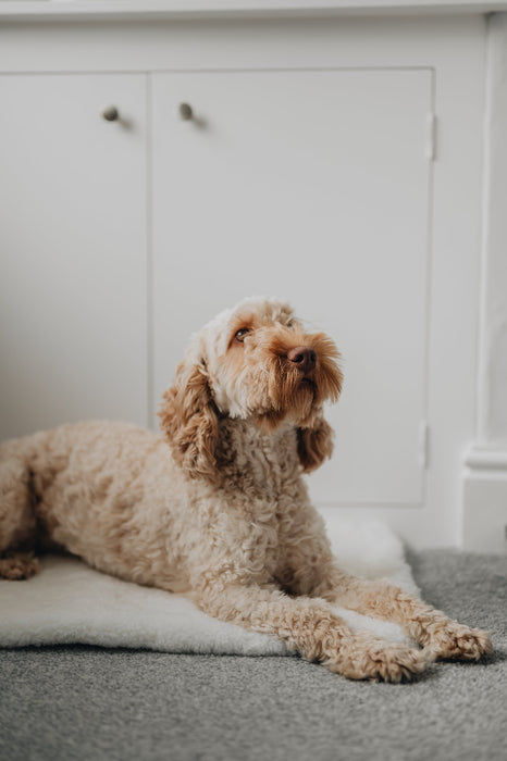 Dog lying on a white sheepskin pet bed in a room with white walls